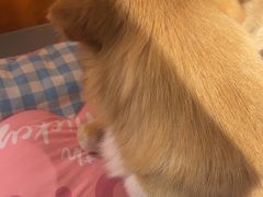 -MARSMART PETS火星宠物超市(1733店)