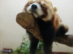 -米二红烧兔(华阳店)