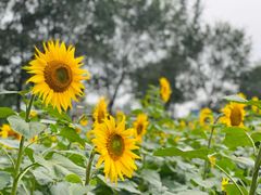 -夫妻串店(和睦路店)