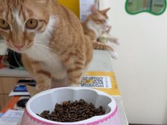 -瑞鹏宠物医院·夜间急症·心超·猫科(祖庙分店)