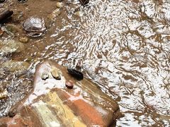 -西双版纳基诺山寨