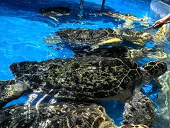 -泉城欧乐堡海洋极地世界