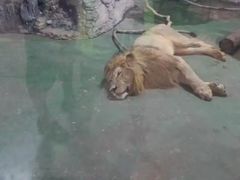 -清迈夜间动物园