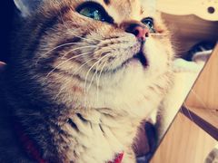 -名猫咖啡馆·撸猫·拼豆