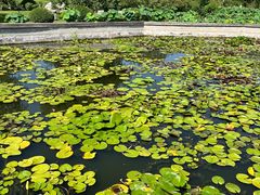 -莲花池公园