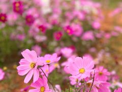 -天适樱花悠乐园