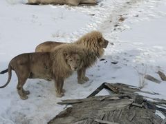 -新疆天山野生动物园