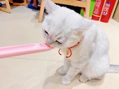 -藏猫猫咖啡主题馆(中央大道店)