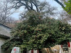 -青岛崂山太清宫