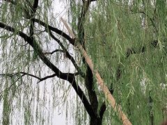 -西湖外事游船(花港观鱼码头)