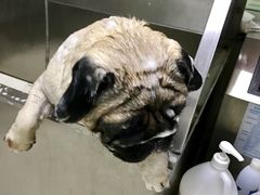 -北京观赏动物医院·24小时大型综合·猫专科·异宠专科