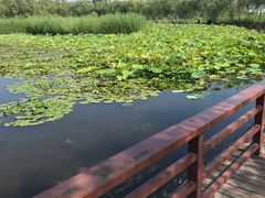 -绿堤公园