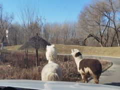 -北京野生动物园