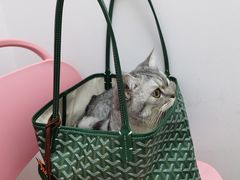 -福州肆爪动物医院