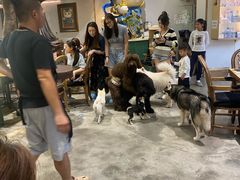 -more than meow吴止猫主题餐厅(承德 中船汇店)