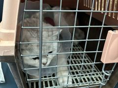 -伟伟宠物医院·瑞派猫友好医院·猫科(光谷店)