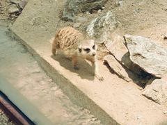 -清迈夜间动物园