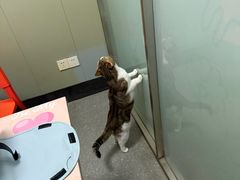 -伟伟宠物医院·瑞派猫友好医院·猫科(光谷店)