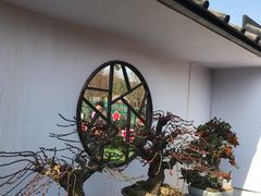 -香雪海