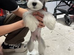 -FAELING PETS美天灵宠物(合生汇店)