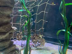 -悉尼海洋生物水族馆