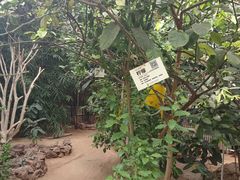 -呀路古热带植物园