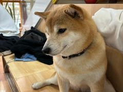 -是阿柴呀！柴犬咖啡·爱喵喵猫咖