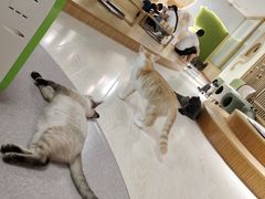 -猫和宫(六道口店)