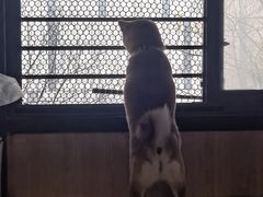 -柴迷FANS CLUB·柴犬狗咖·猫咖
