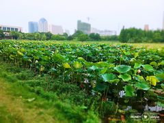 -艾溪湖湿地公园