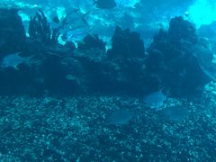 -海棠湾洲际-涛·海底餐厅·美人鱼·自助餐·海底隧道