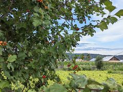 -北极村旅游风景区