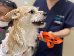 -爱妮康宠物医院·干细胞免疫细胞·肿瘤·心脏(张江店)