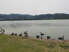 -长兴太湖图影湿地文化园