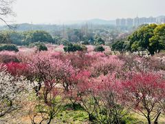 -无锡梅园公园