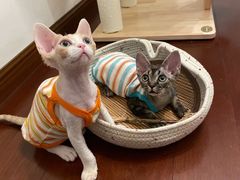 -山宅一喵德文卷毛猫舍