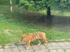 -深圳野生动物园