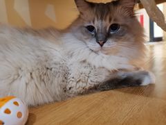 -滚猫咖啡·猫咖·猫友好撸猫(未来城店)