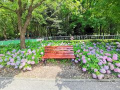 -上海滨江森林公园
