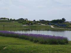 -空港花田景区