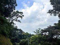 -黄埔油麻山森林公园