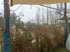 -三圣花乡旅游区