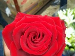 -秦美花卉(天朗·莱茵小城2期店)