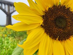 -富记鱼蛋粉(西村店)