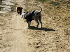 -BABIT巴比特宠物(MOMOPARK店)