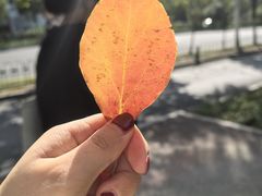 -合肥滨湖国家森林公园