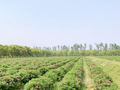 -海上花岛玫瑰园采摘