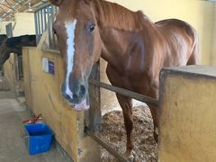 -松声马术俱乐部