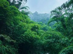 -沐川竹海旅游景区