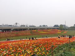 -秀丽东方